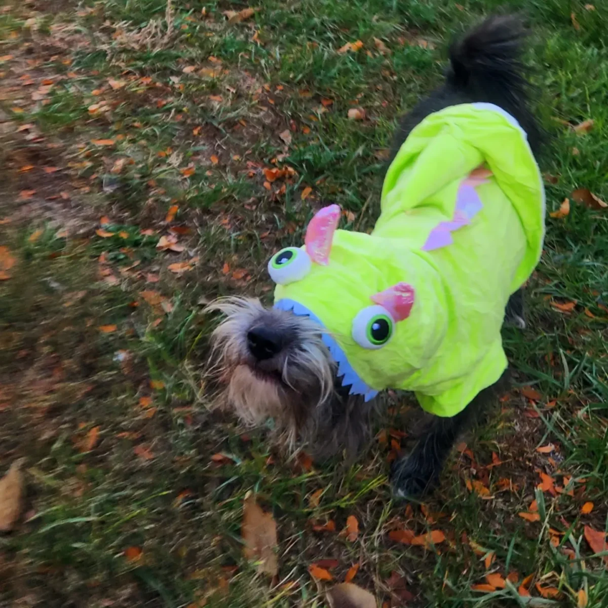 Falkor in a monster dog Halloween costume.