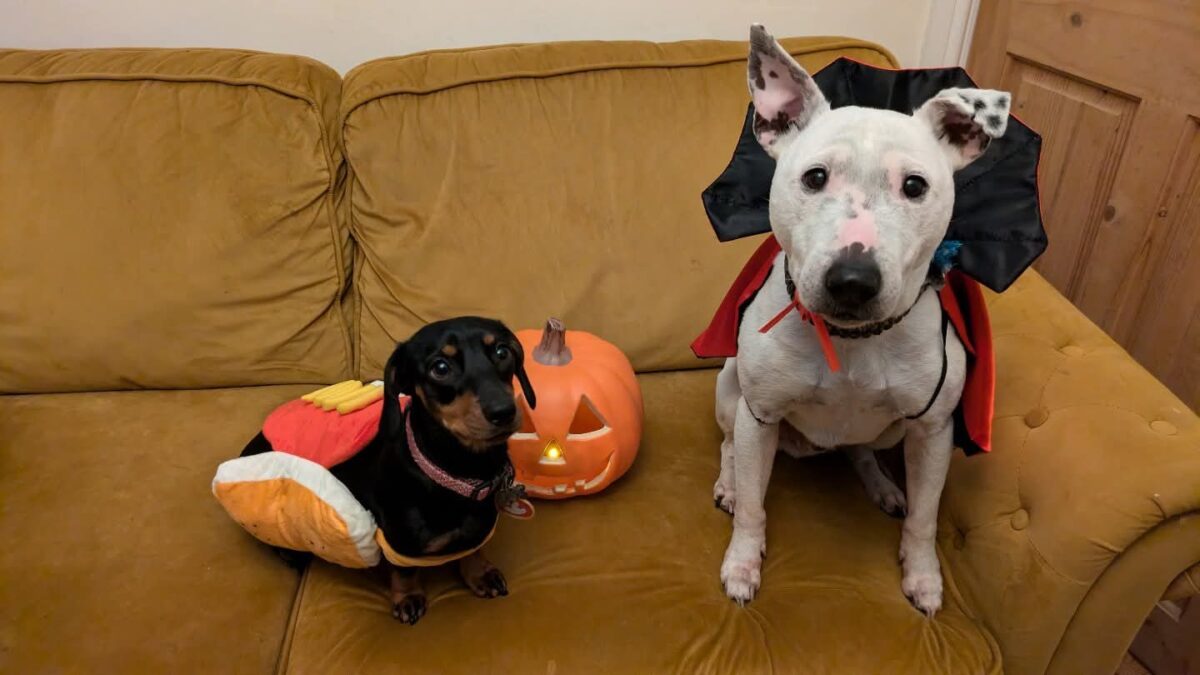 Bonkers & Chips, two dogs, dressed in Halloween costumes on the sofa.