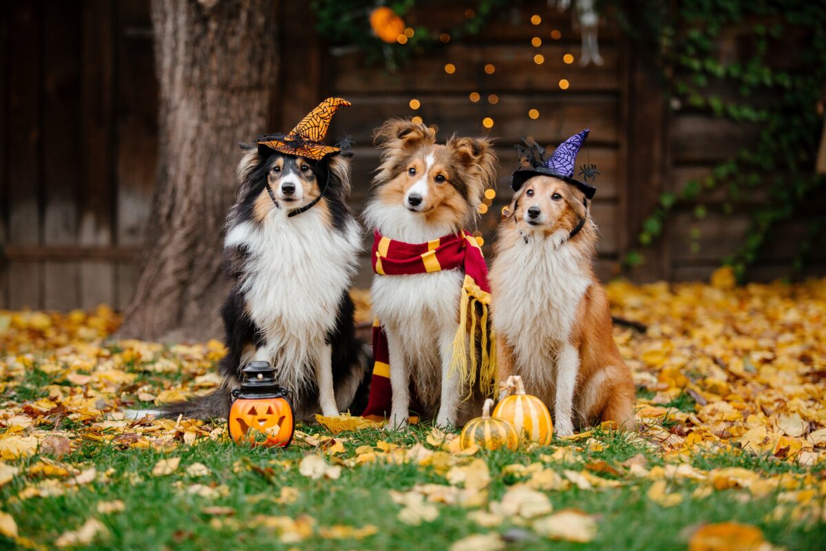 Three dogs wearing dog Halloween costumes.