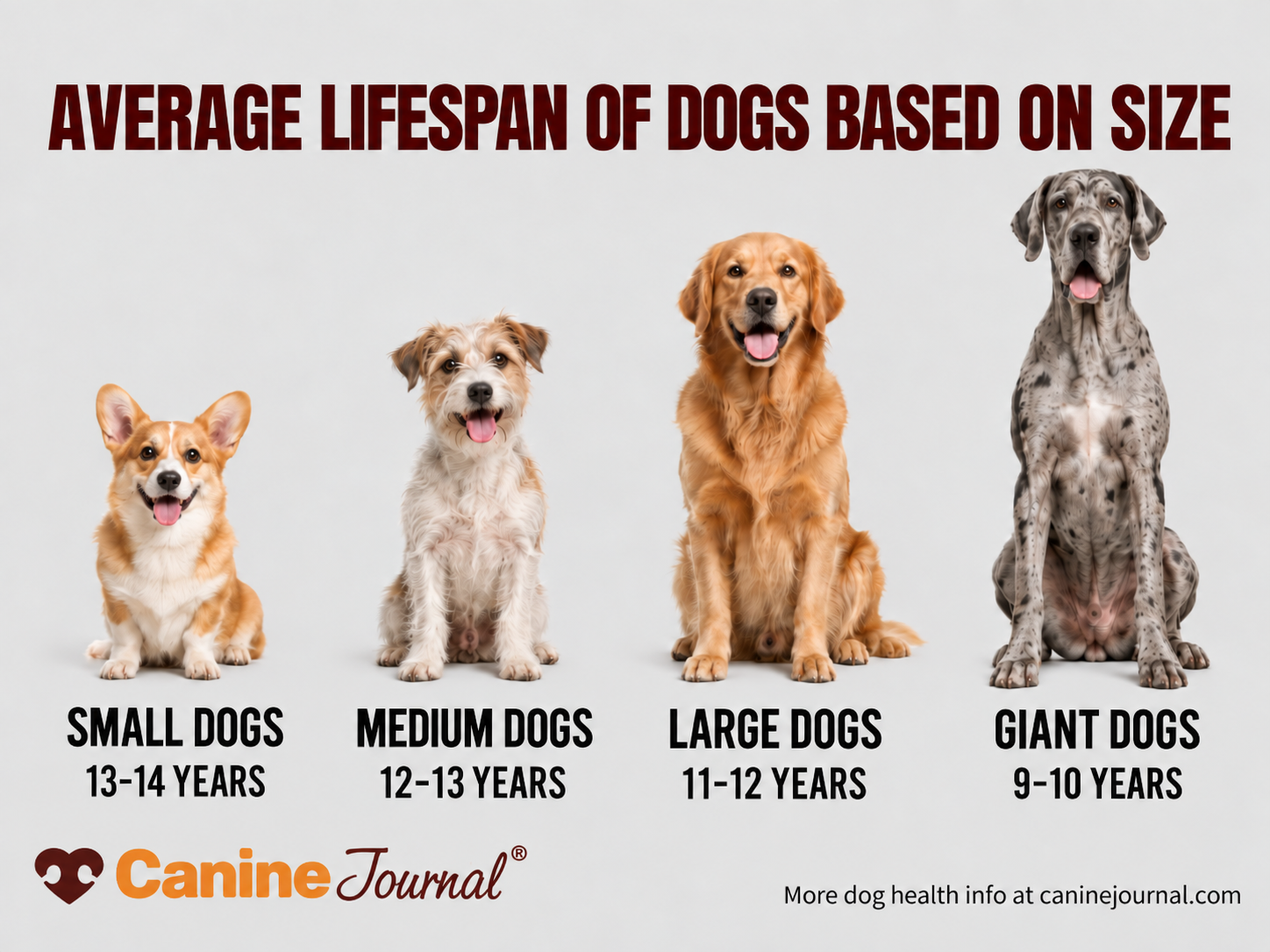 dog life expectancy by size graphic