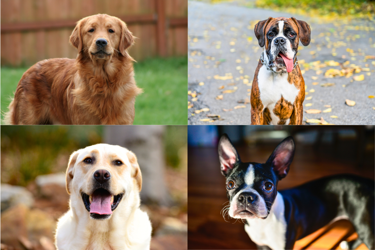 Dog breeds prone to tumors.