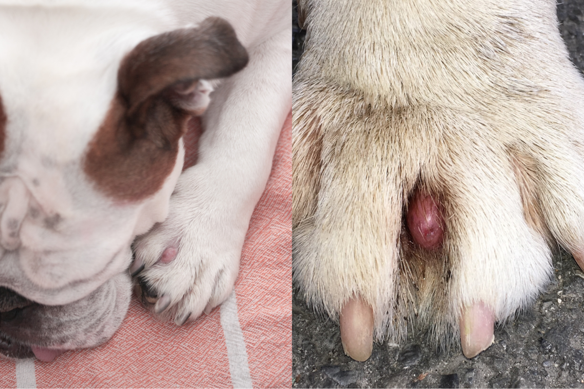 interdigital cyst on dog paw.