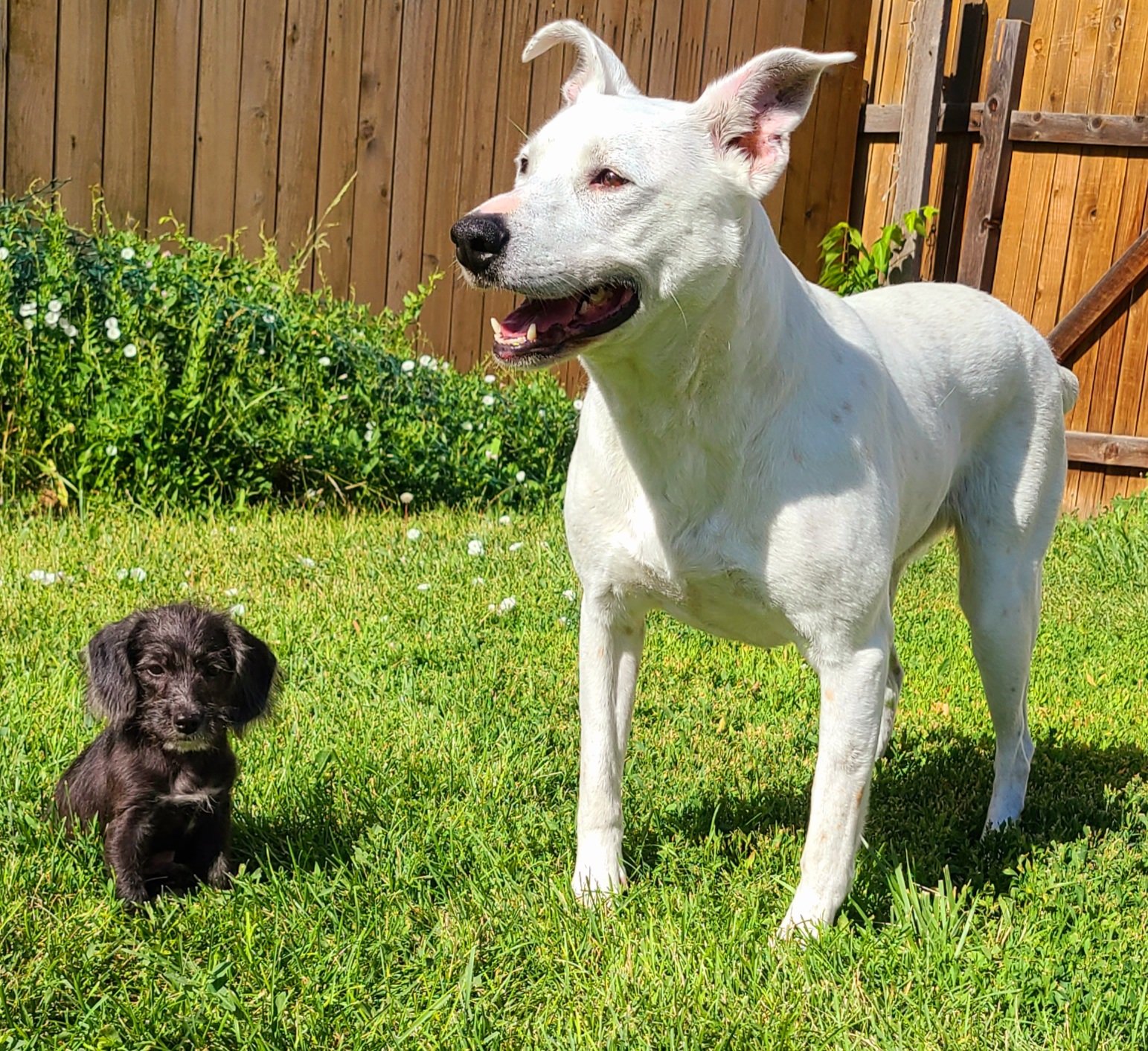 A small black puppy and a large white Labrador mix dog together in a yard.