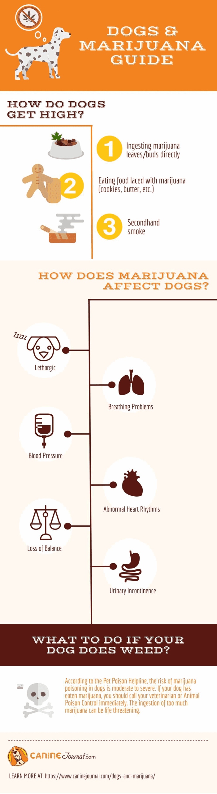 dogs and marijuana infographic