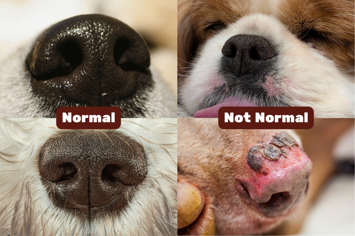 Normal vs not normal dog noses.