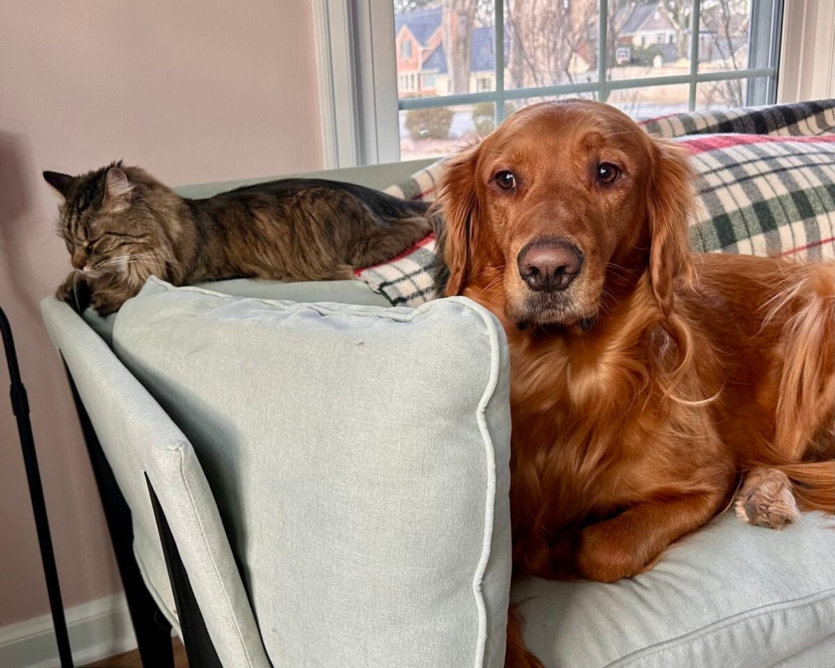 A golden Retriever dog and a cat on the couch.