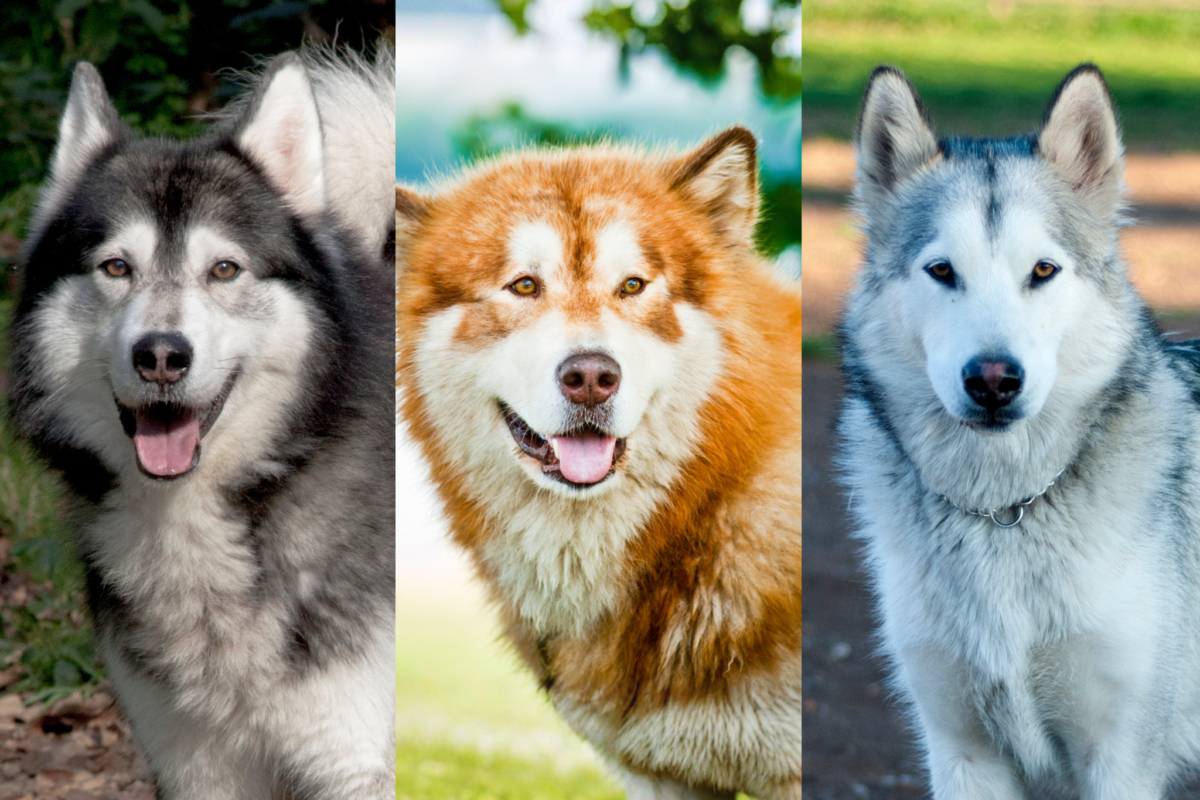 Alaskan Malamute colors.