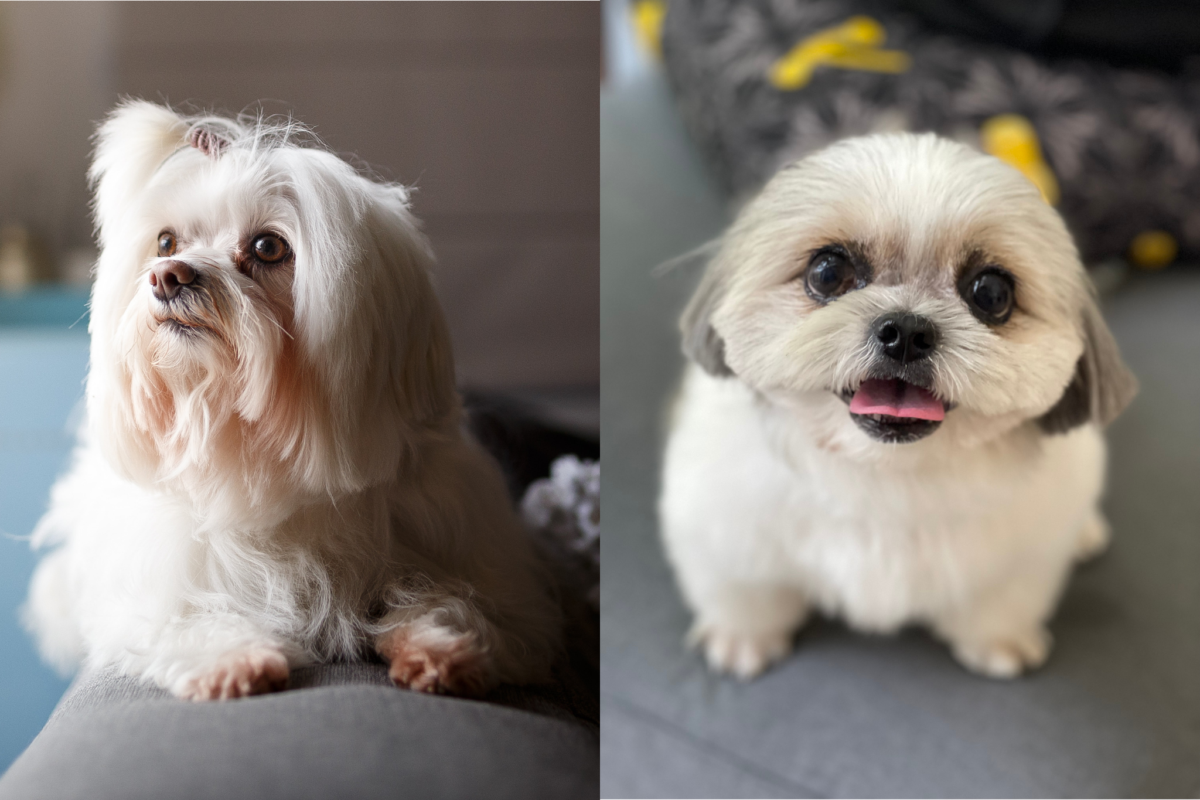 alert lhasa apso vs social shih tzu