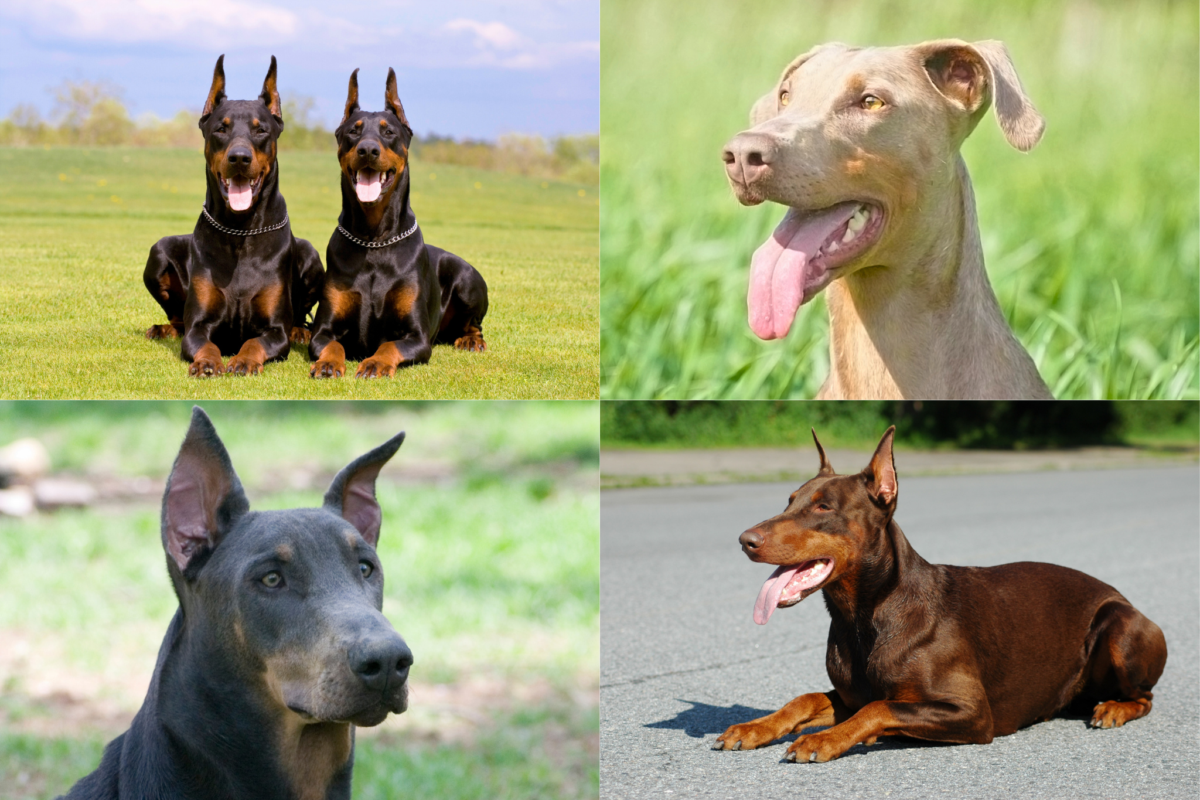 Doberman colors.
