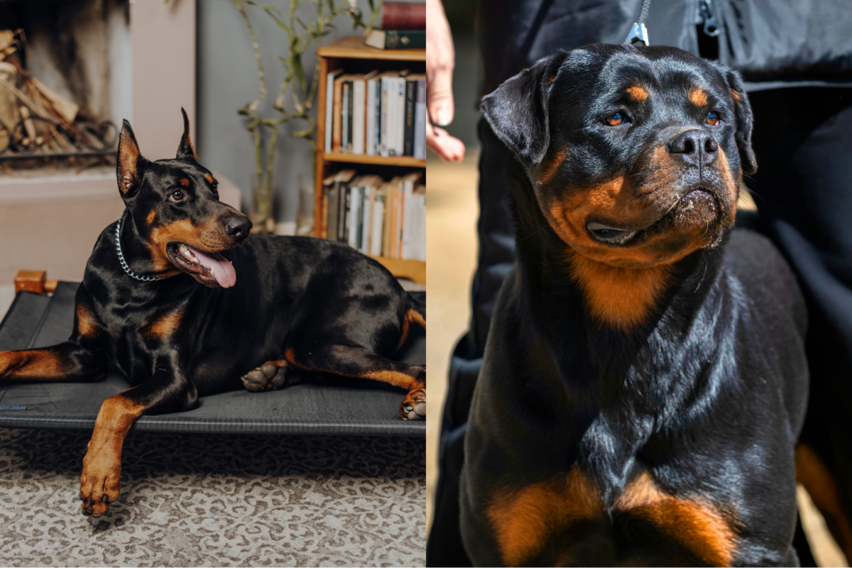 Doberman vs Rottweiler looking alert.