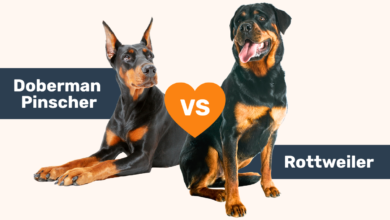 Doberman vs Rottweiler breed comparison.