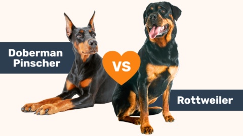 Doberman vs Rottweiler breed comparison.
