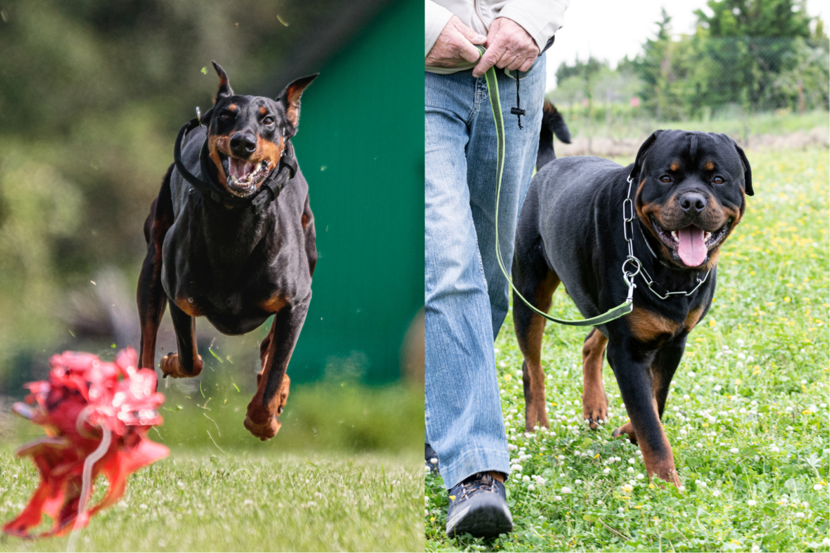 Doberman racing towards lure; Rottweiler on structured walk with owner.