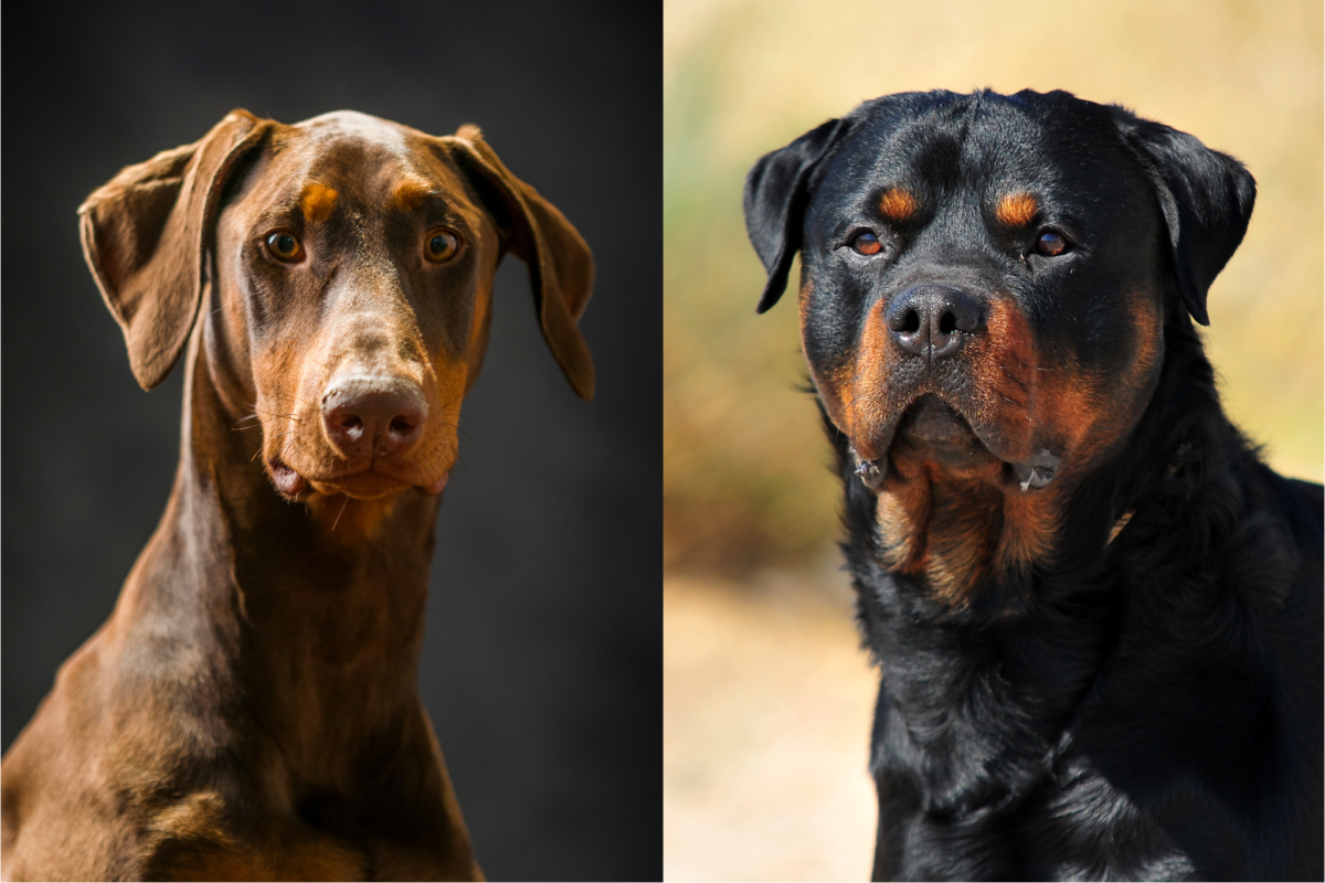 Doberman vs Rottweiler face.