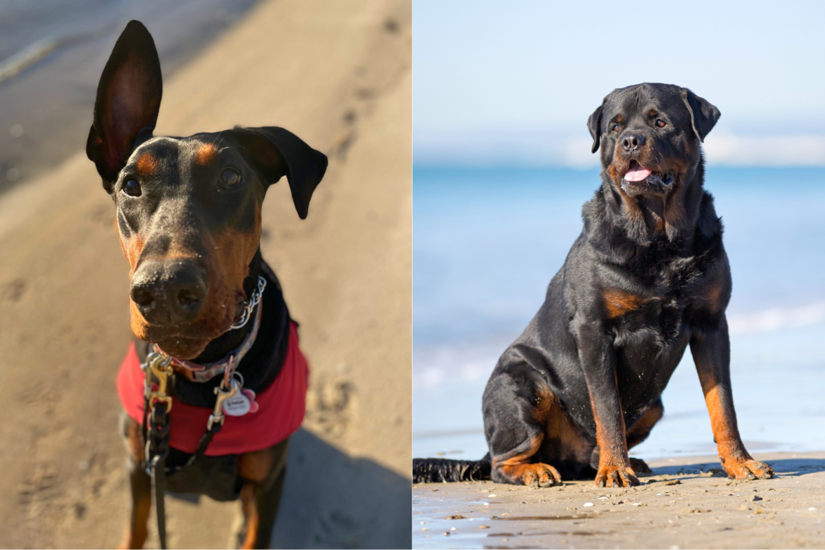 Doberman vs Rottweiler on beach.