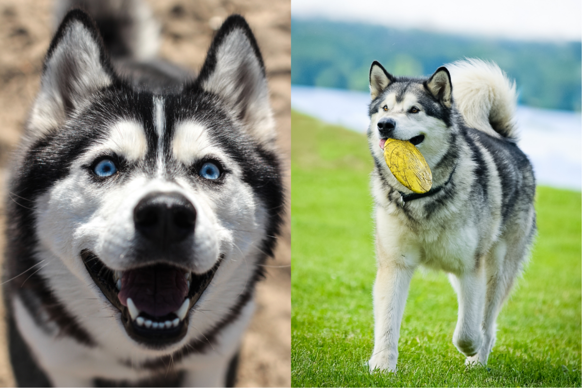 Excited husky and Malamute playing.