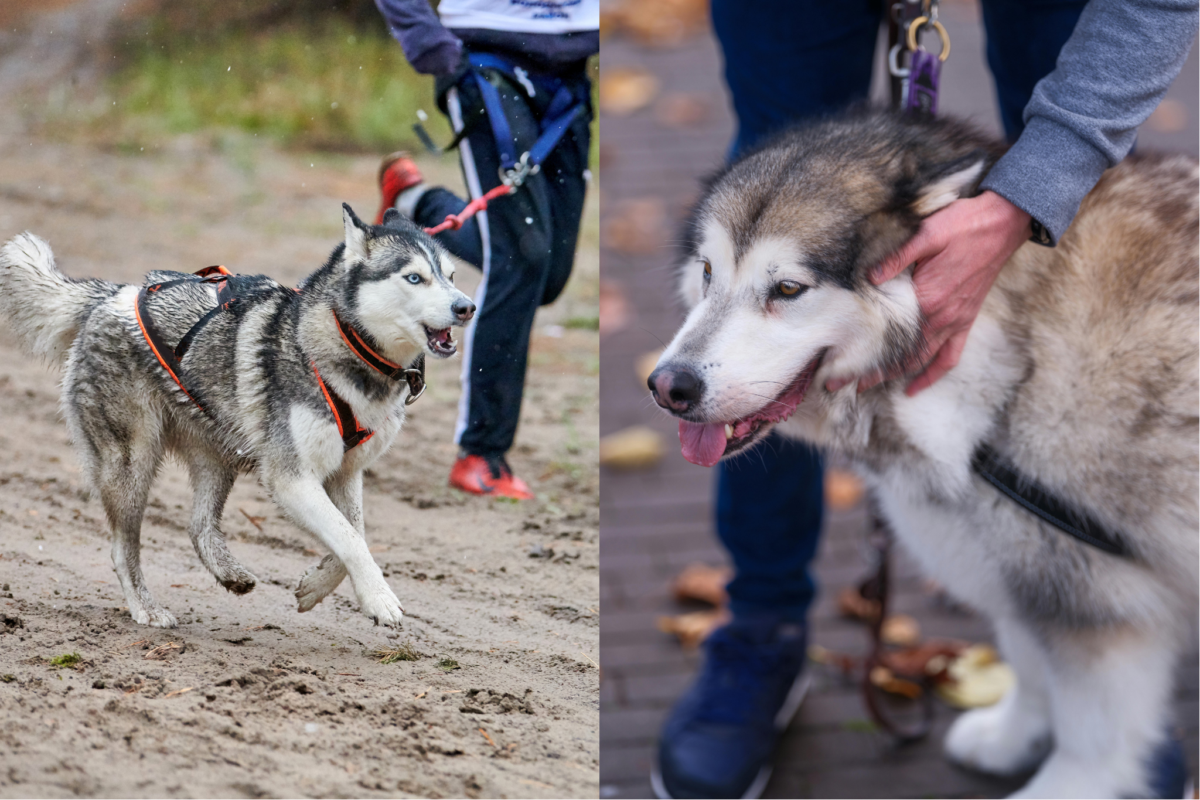 husku