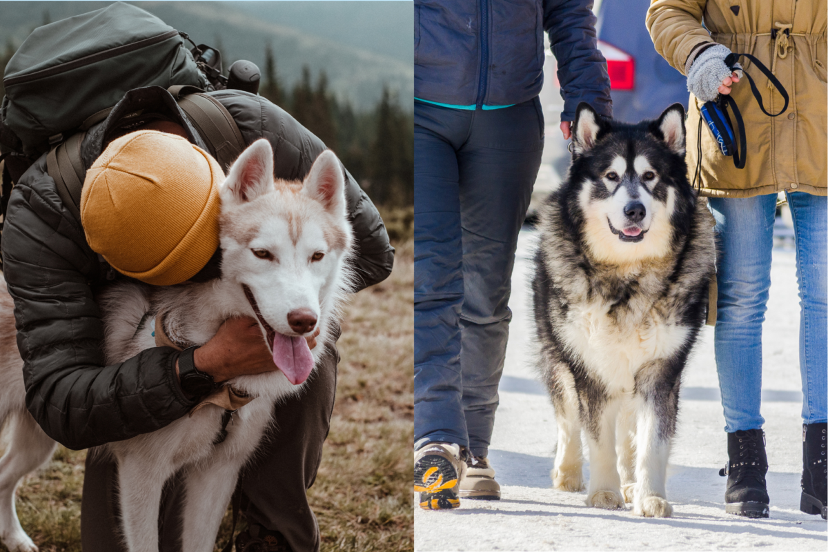 Husky and Malamute with owners.