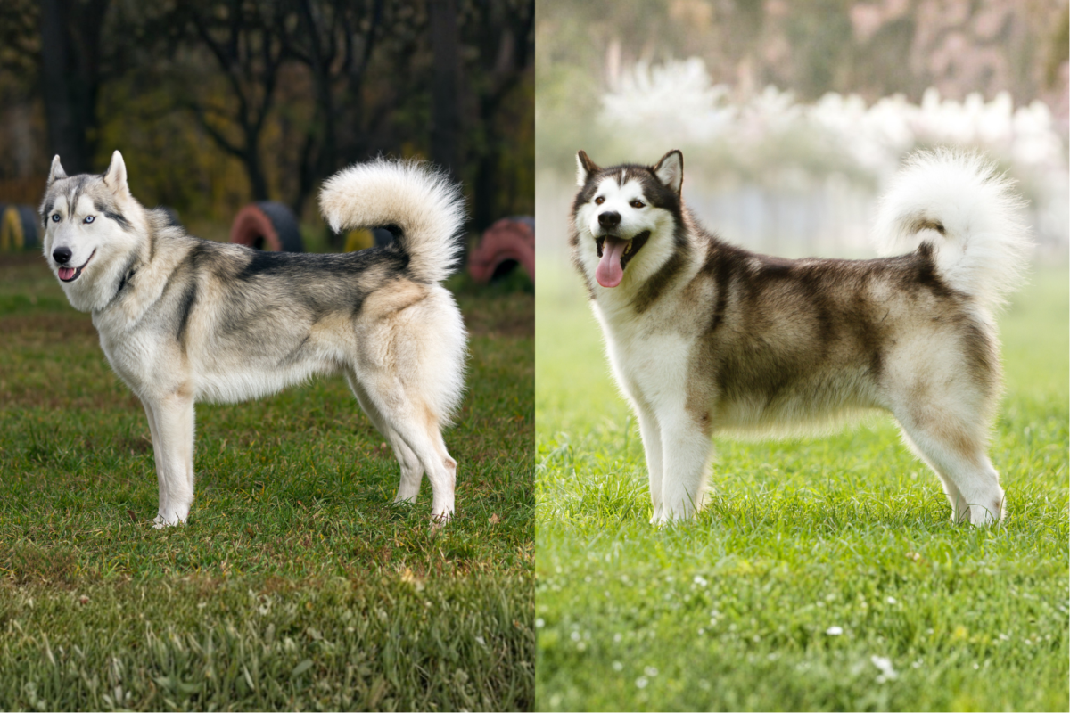 Husky vs Malamute body.