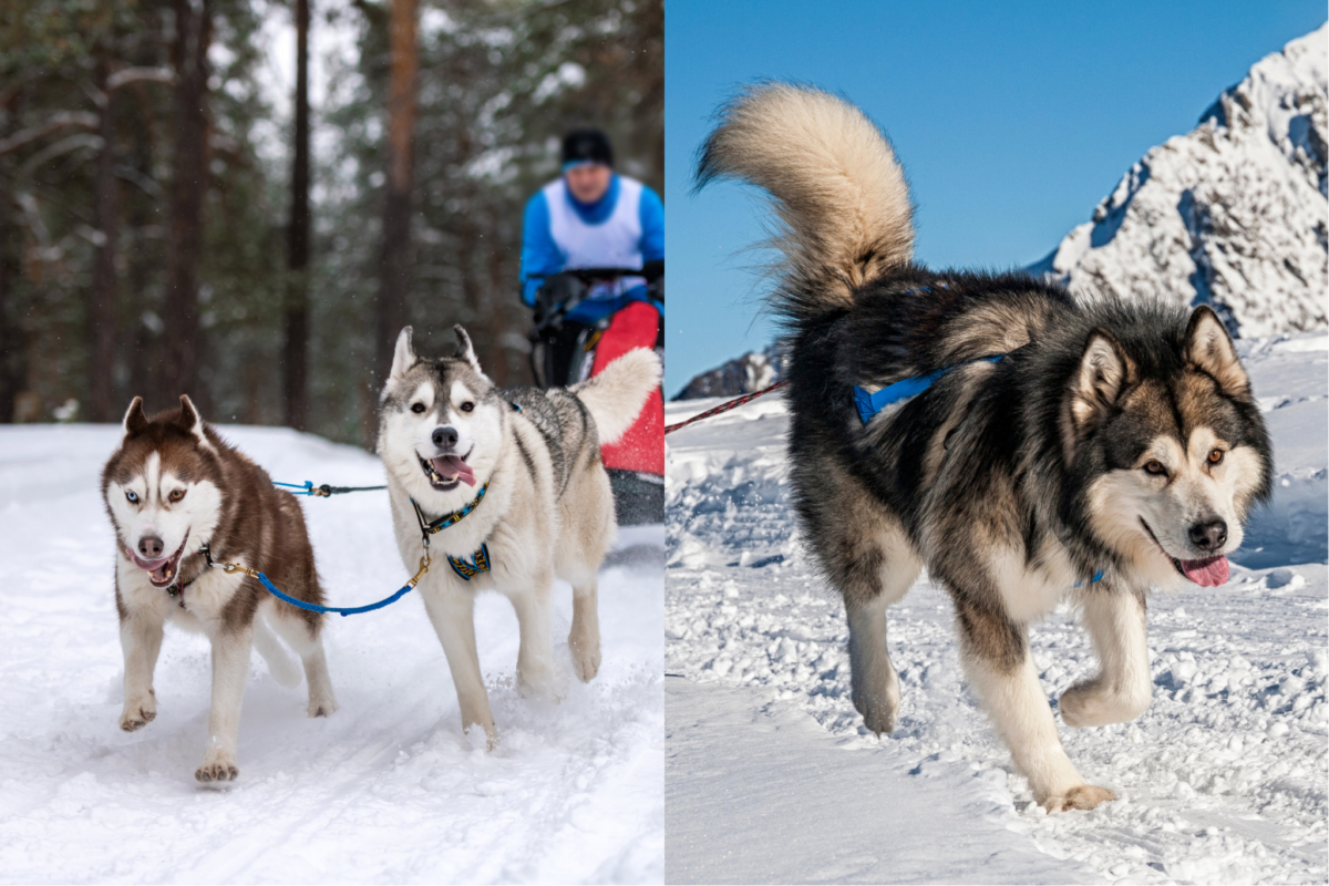 Husky vs Malamute running.