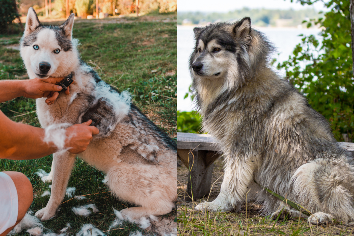 Husky vs Malamute coat and shedding.