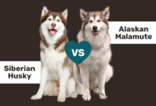Husky vs Malamute comparison.