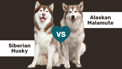 Husky vs Malamute comparison.