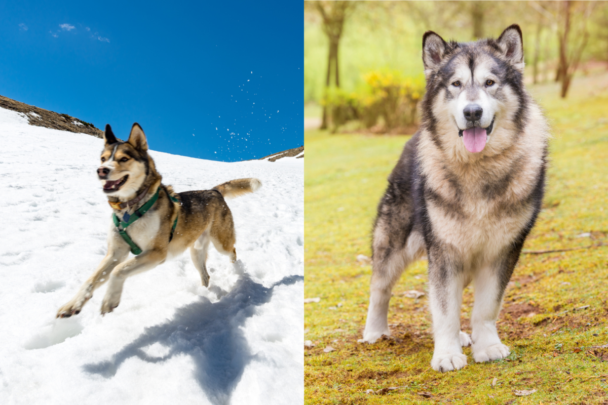 Husky vs Malamute energy.