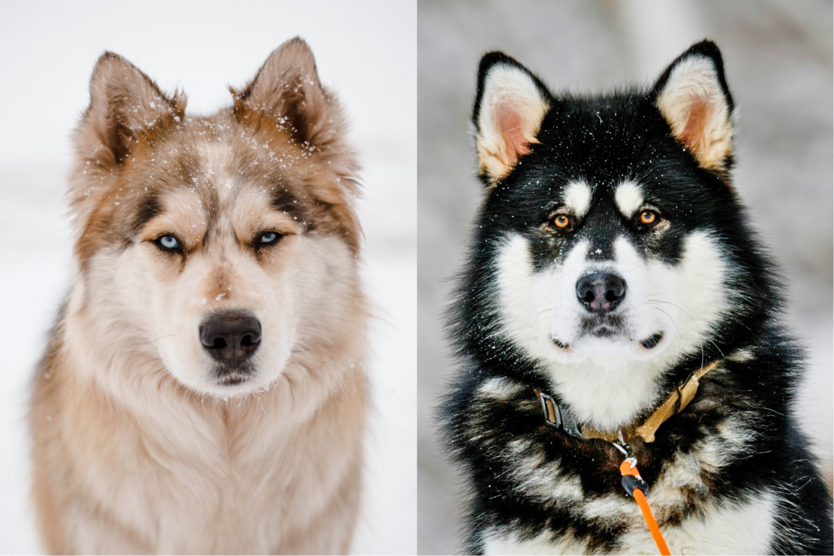 Husky vs Malamute face.