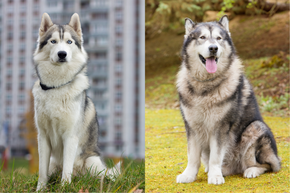 husky vs malamute sitting