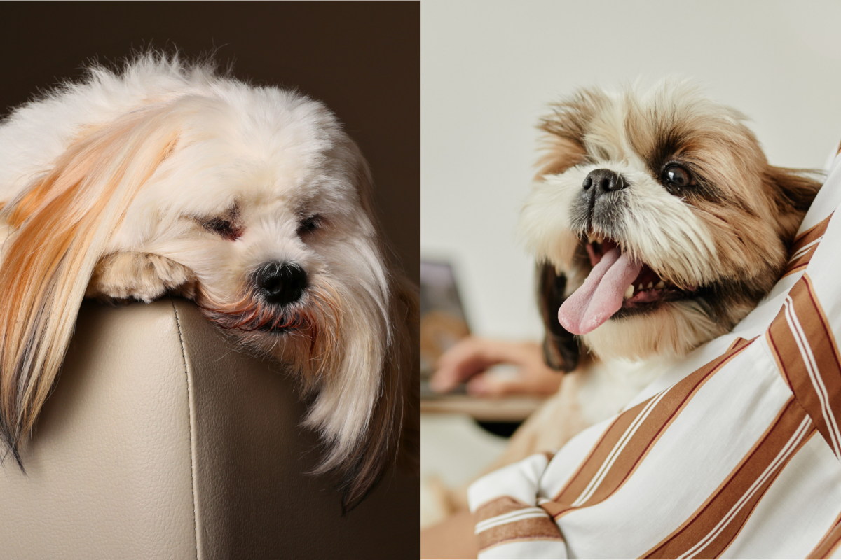 independent lhasa apso vs clingly shih tzu