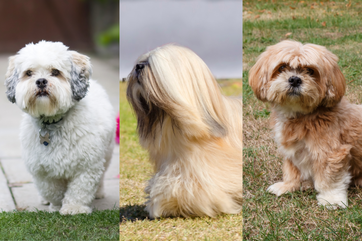 lhasa apso coat colors