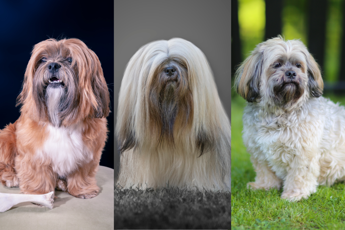 lhasa apso hairstyles