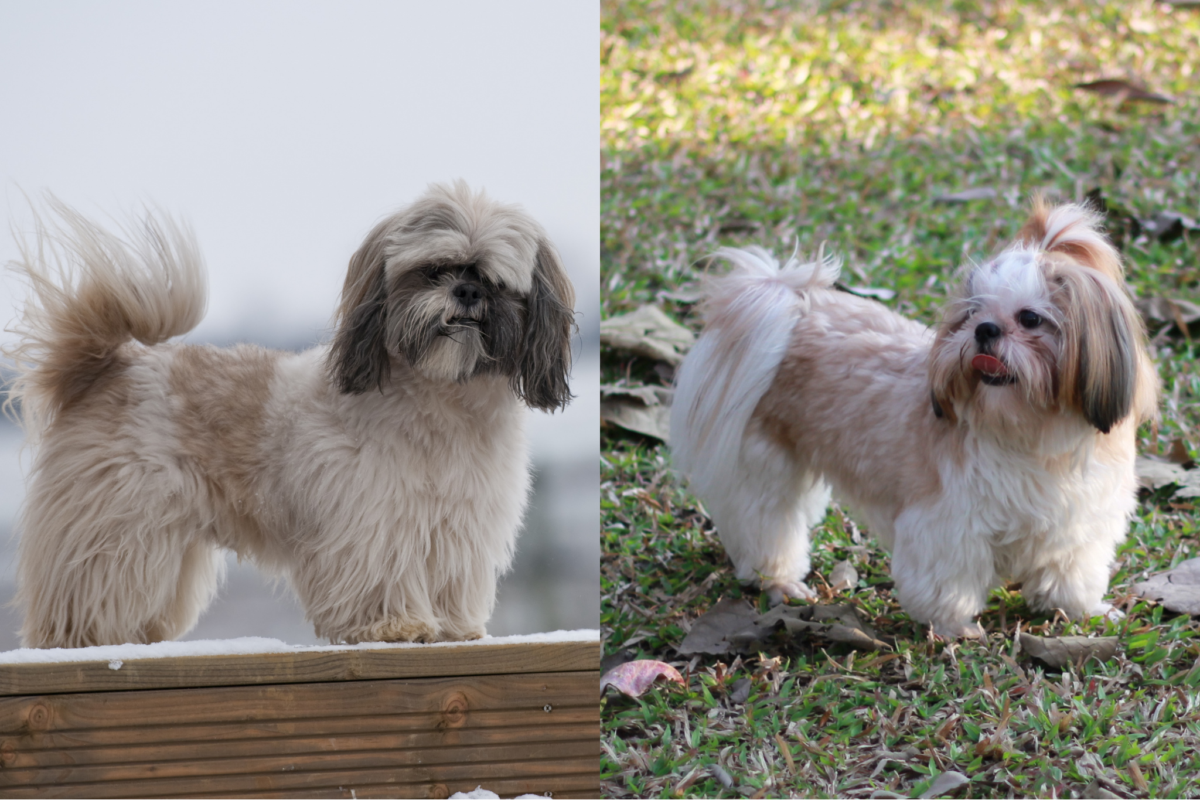 lhasa apso vs shih tzu body size