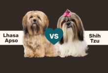 Lhasa Apso vs. Shih Tzu comparison.