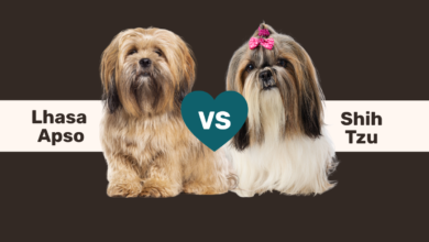 Lhasa Apso vs. Shih Tzu comparison.