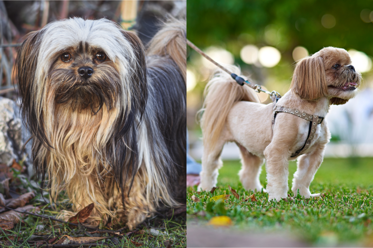 lhasa apso vs shih tzu energy levels