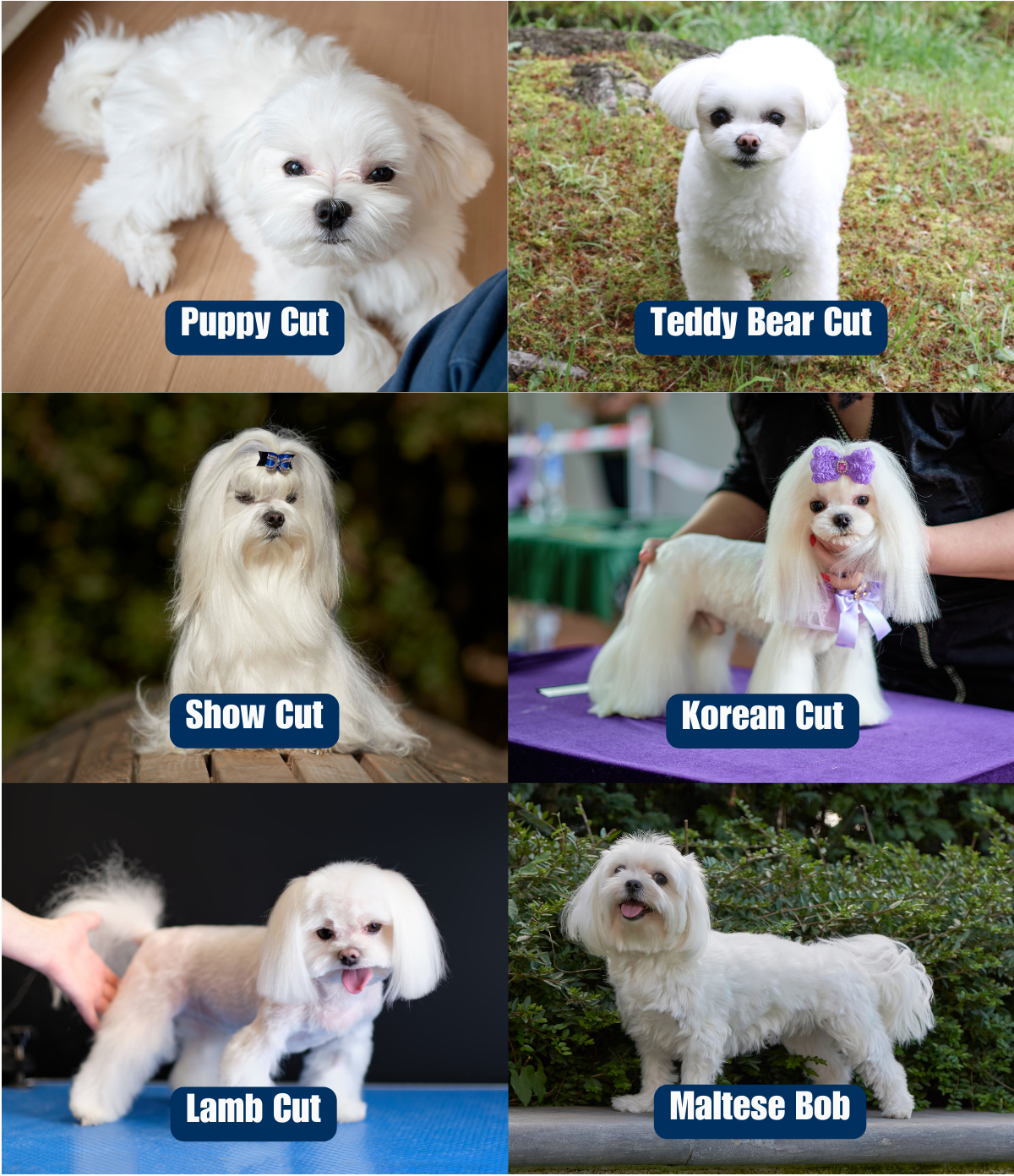 maltese haircut options