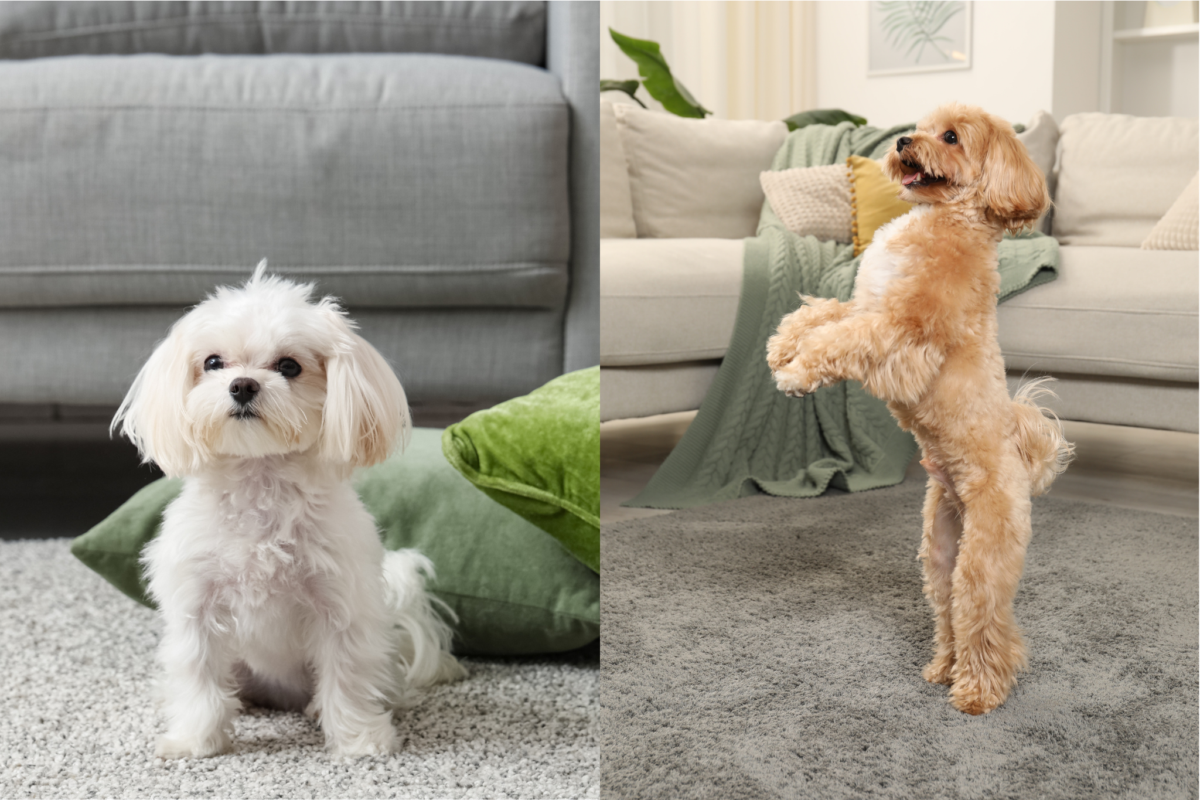 Maltese vs Maltipoo at home.