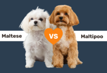 Maltese vs Maltipoo comparison.