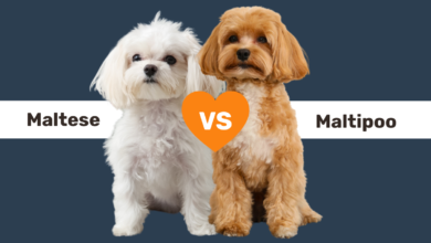 Maltese vs Maltipoo comparison.