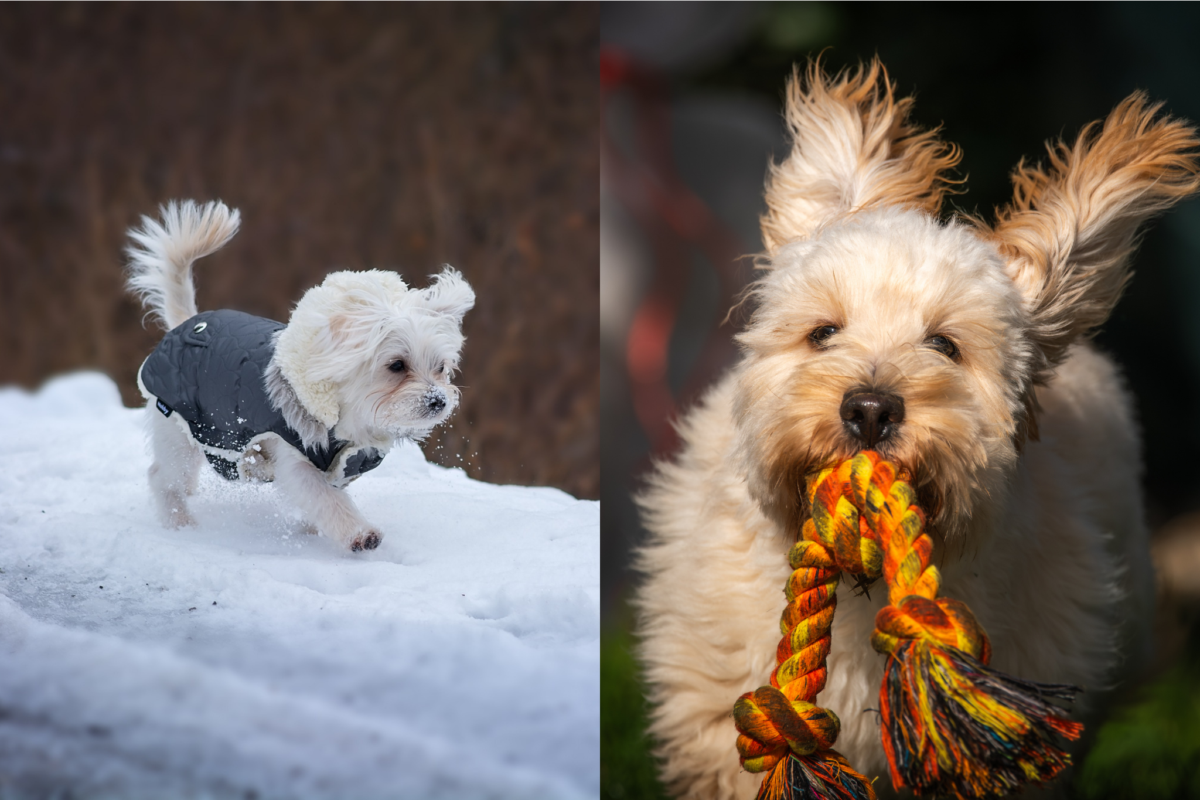 Maltese vs Maltipoo energy.