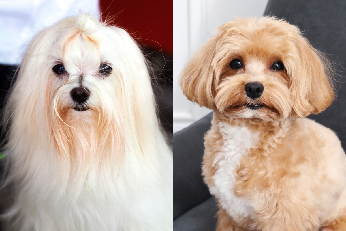Maltese vs Maltipoo face.
