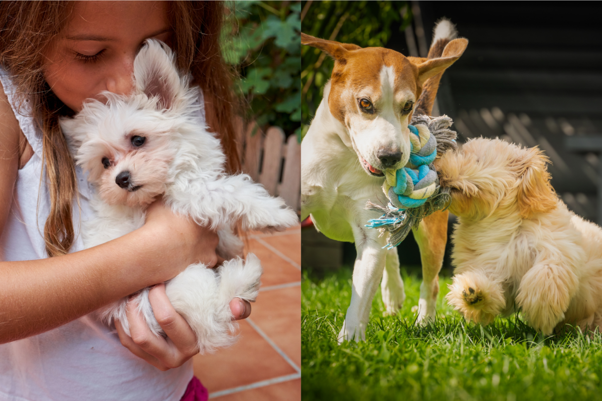 Maltese vs Maltipoo with kids and pets.
