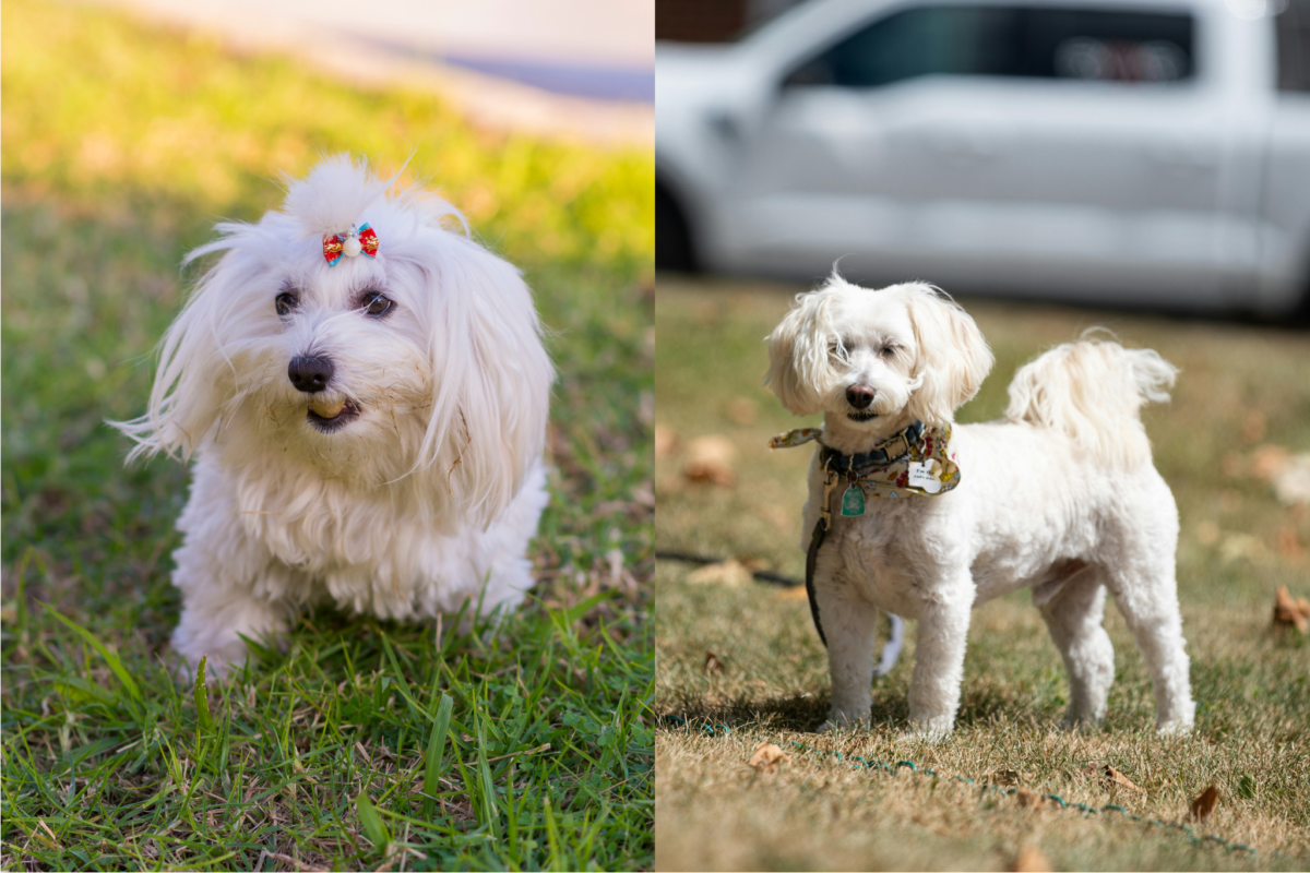 Maltese vs Maltipoo outside.