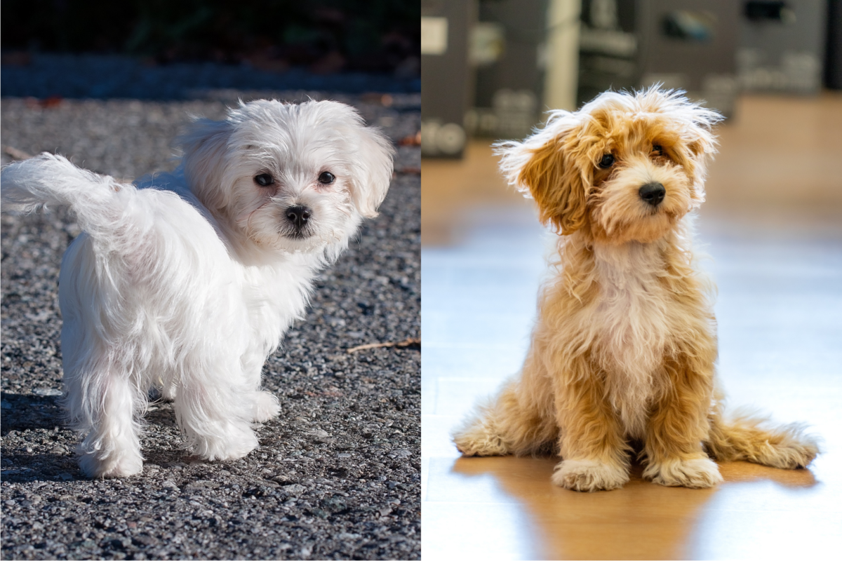 Maltese vs Maltipoo puppy.