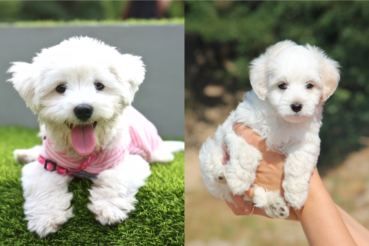 Maltese vs Maltipoo white puppies.
