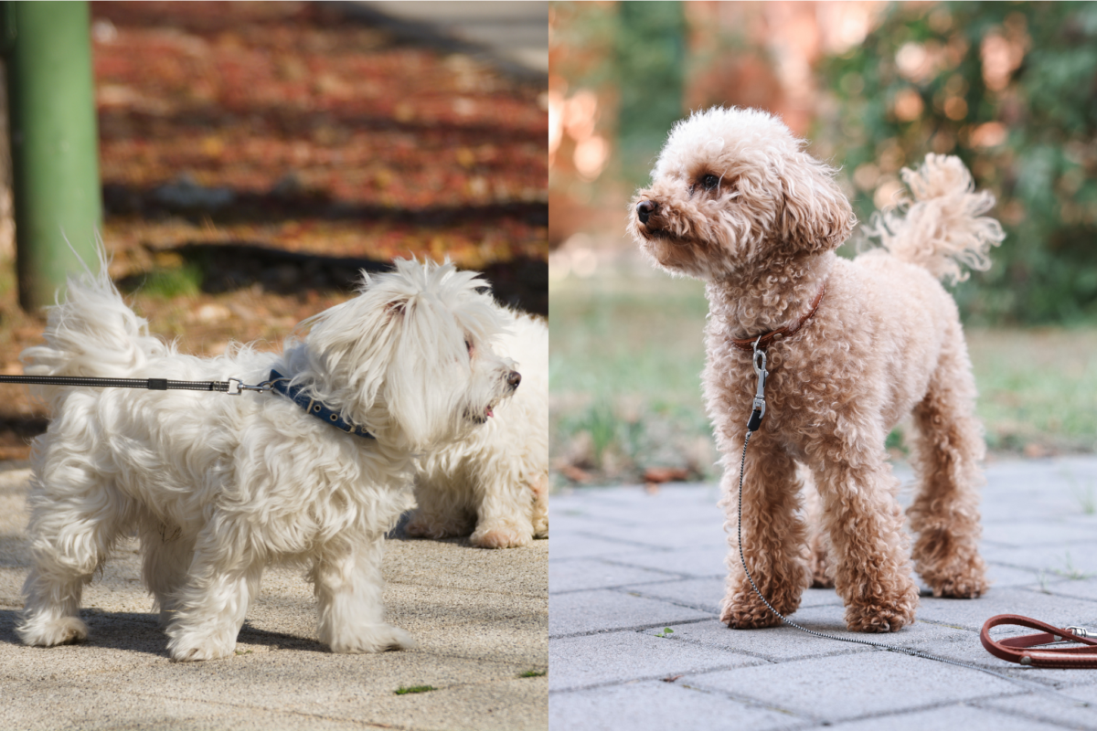 Maltese vs Maltipoo size.
