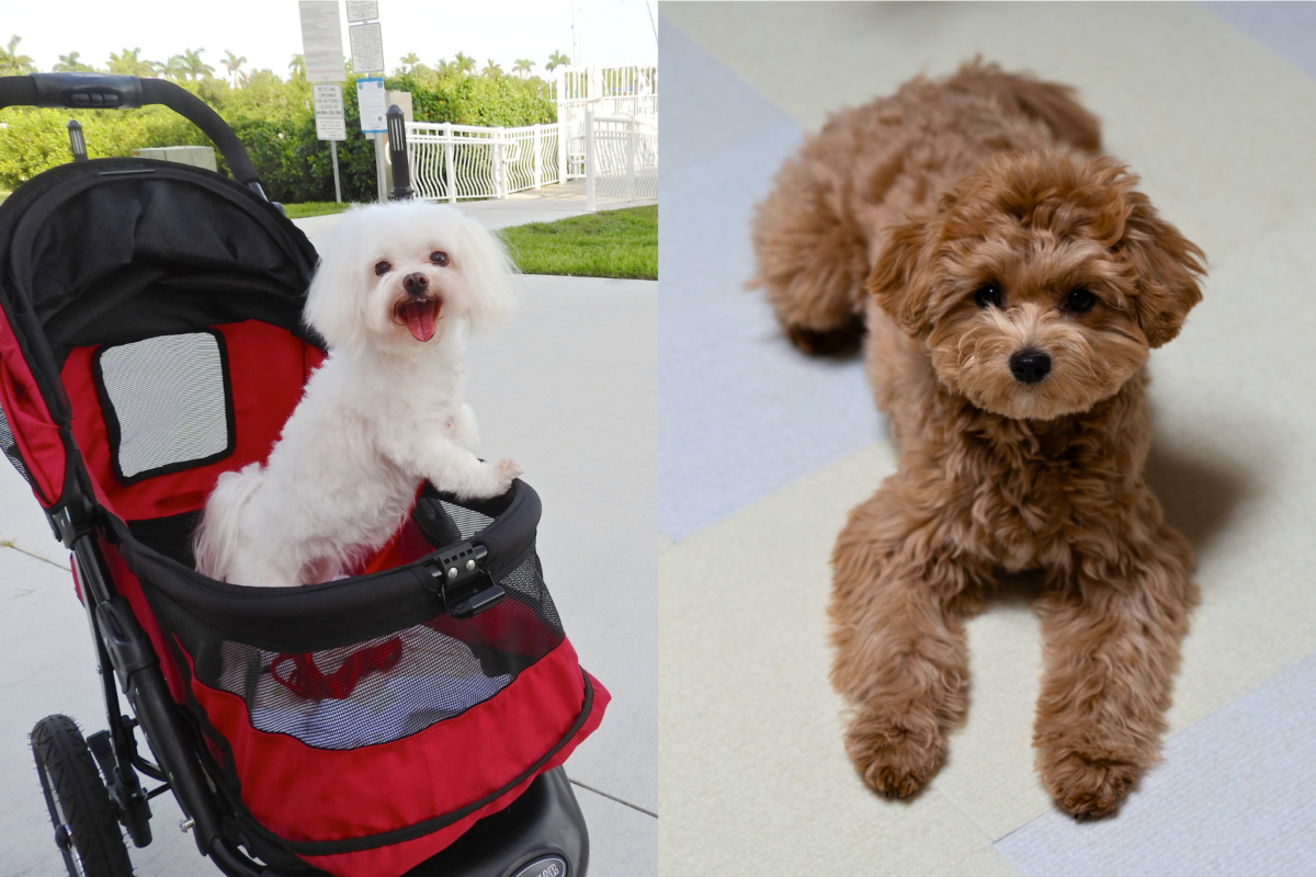 Maltese vs Maltipoo training.