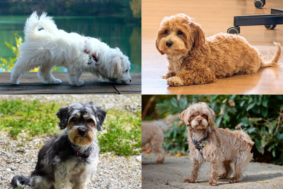 Maltipoo coat varieties.